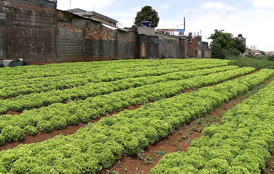 Hortas comunitárias resistem à urbanização em São Paulo