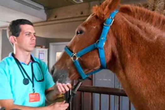 Hospital Veterinário da Anhanguera atende grandes animais