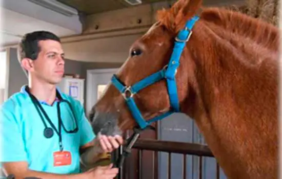 Hospital Veterinário da Anhanguera atende grandes animais