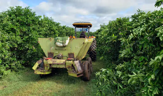 Inteligência artificial de startup ajuda fruticultores no manejo do pomar