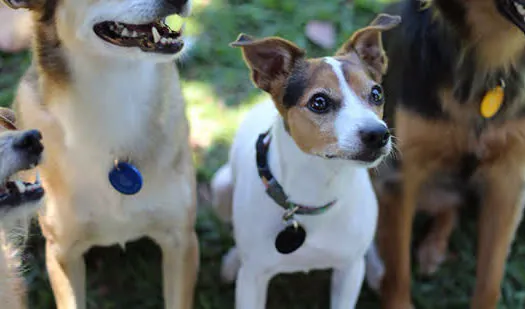 Cães e Gatos de São Caetano poderão ter RG Animal