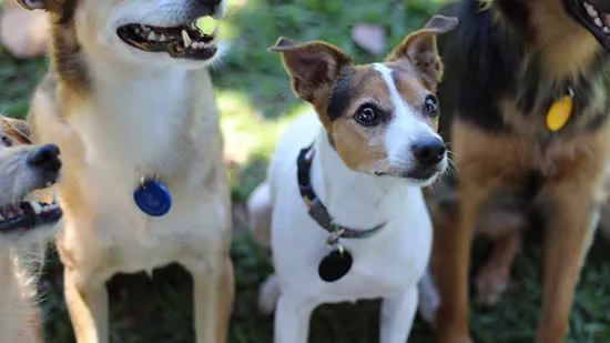 Cães e Gatos de São Caetano poderão ter RG Animal