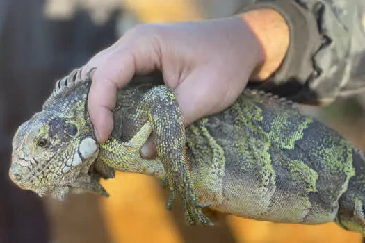 Departamento de Proteção Animal de Ribeirão Pires faz balanço do serviço