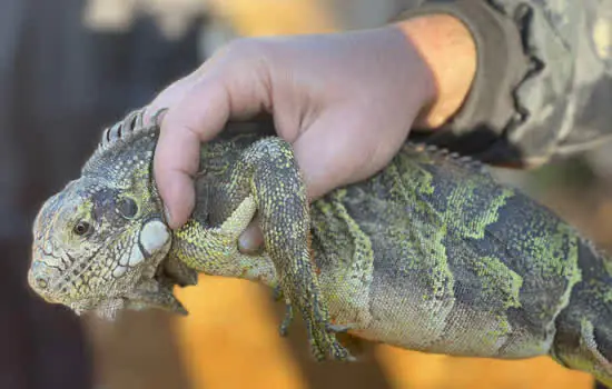 Departamento de Proteção Animal de Ribeirão Pires faz balanço do serviço