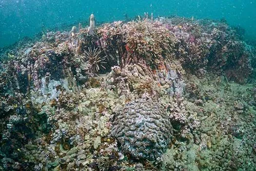 Ilha da Queimada Grande: o recife de coral mais ao sul do Atlântico