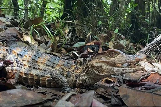 Mais de 40 animais silvestres são soltos em reserva na Bahia