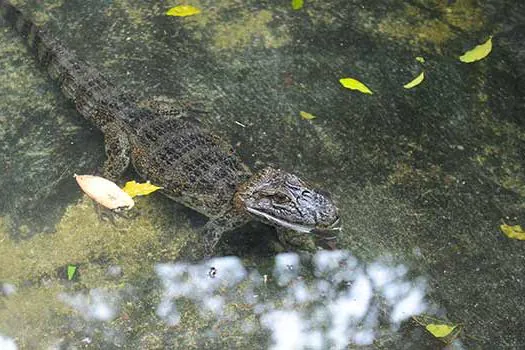 Zoológico de São Bernardo acolhe novo jacaré de papo amarelo para readaptação