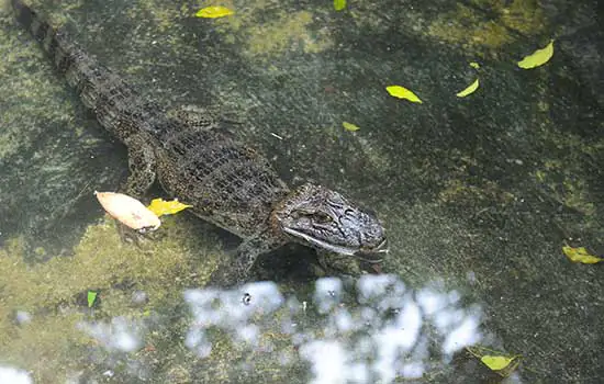 Zoológico de São Bernardo acolhe novo jacaré de papo amarelo para readaptação