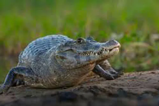 Mutirão salva 70 jacarés que disputavam poça no Pantanal