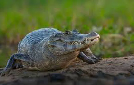 Mutirão salva 70 jacarés que disputavam poça no Pantanal