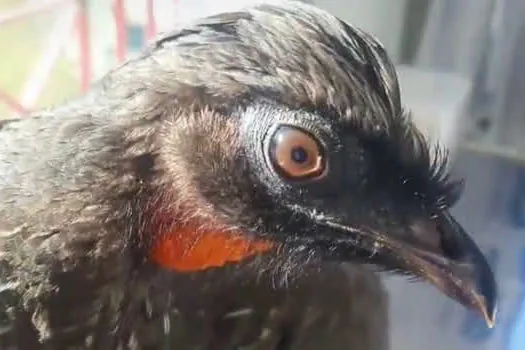 Equipe de Proteção à Fauna de Ribeirão Pires resgata Jacu