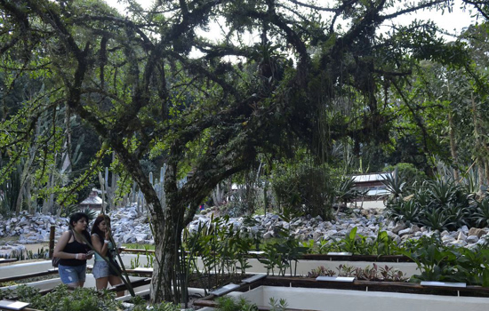 Jardim Botânico do Rio de Janeiro realiza a Semana do Bioma Pampa