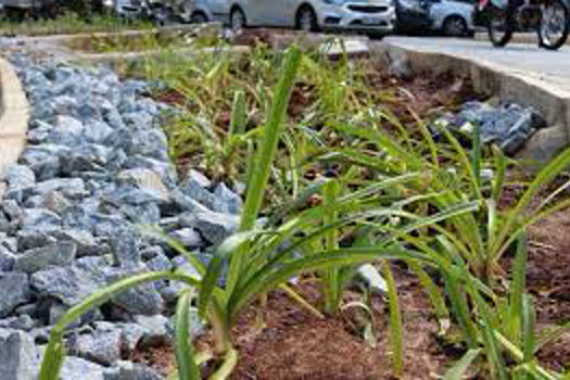 Jardins de chuva minimizam efeitos de alagamentos em São Paulo