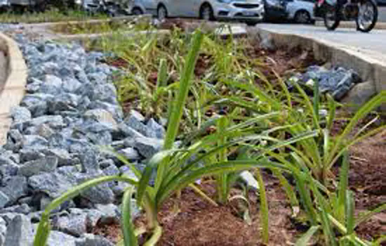 Jardins de chuva minimizam efeitos de alagamentos em São Paulo