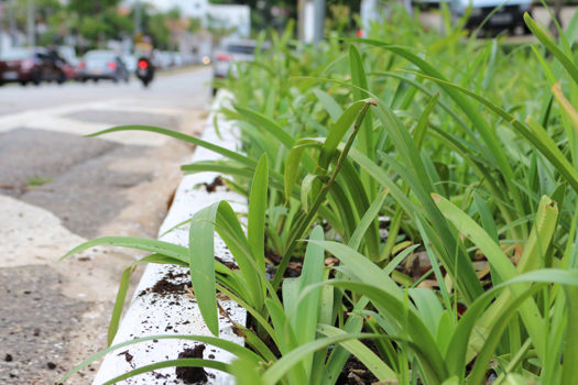 Projeto de jardins de chuva da CPTM conquista segundo lugar em prêmio Melhores Práticas