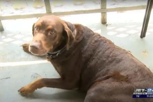 Cachorro dos EUA encontra foragido da polícia no quintal da sua casa e recebe R$ 9 mil