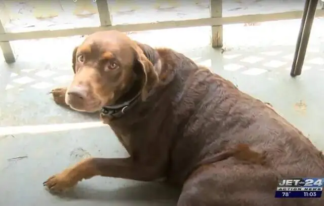 Cachorro dos EUA encontra foragido da polícia no quintal da sua casa e recebe R$ 9 mil