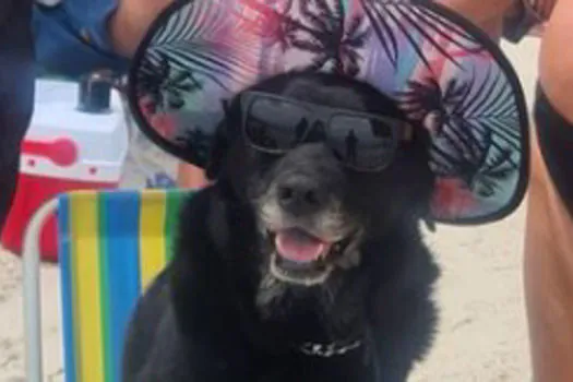 Cachorra sentada em cadeira de praia, com chapéu e óculos, é o 1º meme de 2022