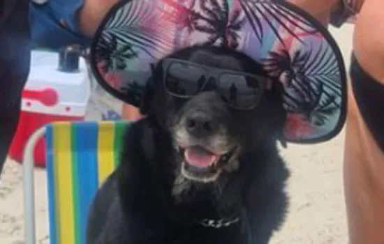 Cachorra sentada em cadeira de praia