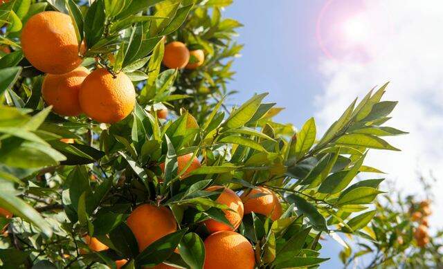 Governo de SP destaca ações para combater o greening, praga que afeta plantações de laranja