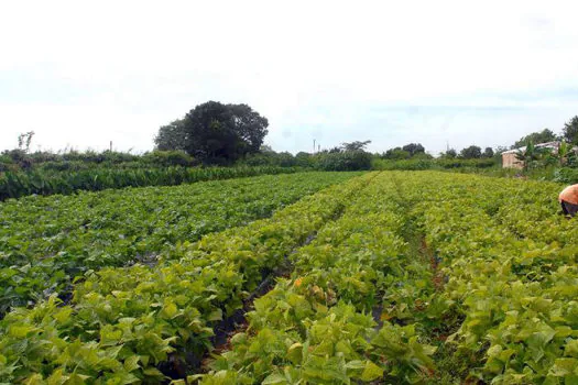 Prazo para declarar imposto sobre propriedade rural termina hoje (30)