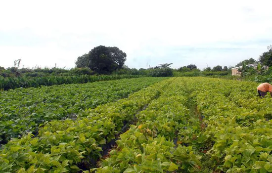 Prazo para declarar imposto sobre propriedade rural termina hoje (30)