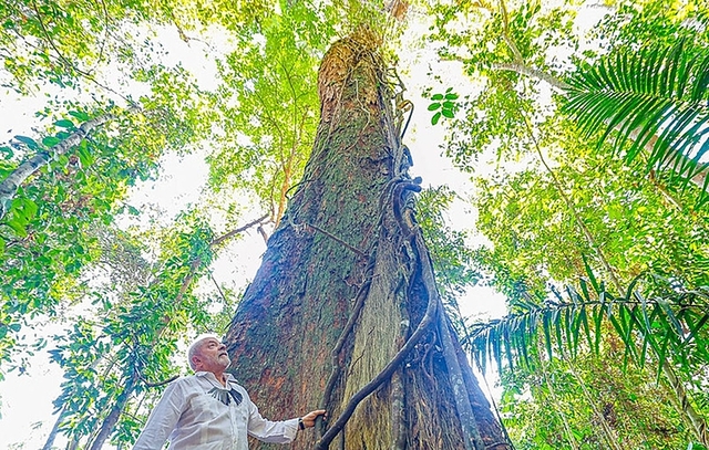 Lula sugere que países amazônicos se comprometam a zerar desmatamento até 2030