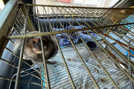 Ribeirão Pires resgata macaco em cativeiro domiciliar