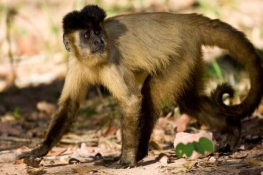 Vítima de incêndio, macaco-prego se recupera e volta à natureza