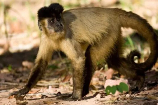 TRF4 nega pedido do Ibama e mantém guarda do macaco-prego Koba com tutora