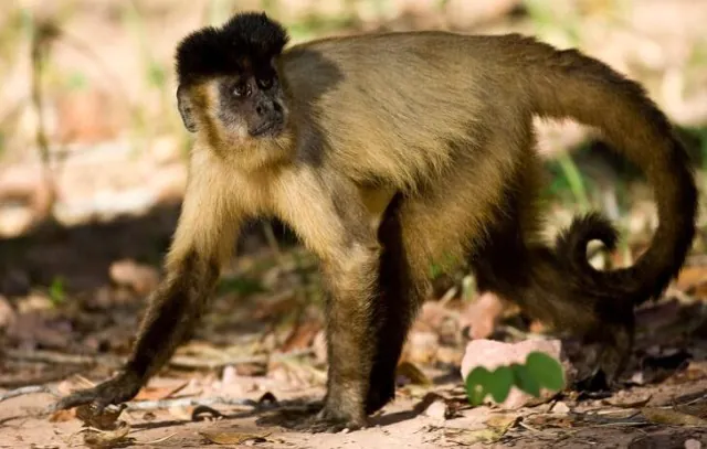 TRF4 nega pedido do Ibama e mantém guarda do macaco-prego Koba com tutora