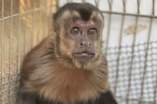 Equipe de Proteção à Fauna resgata Macaco-Prego em Ribeirão Pires