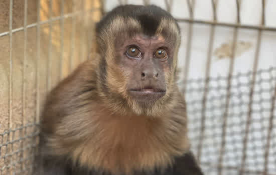 Equipe de Proteção à Fauna resgata Macaco-Prego em Ribeirão Pires
