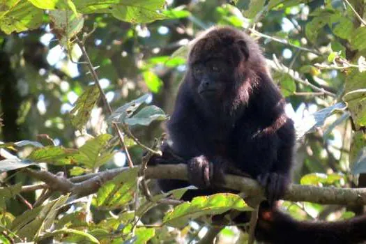 “Varíola do Macaco”: SIMA alerta que macacos não transmitem a doença