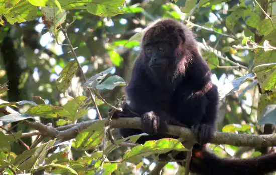 “Varíola do Macaco”: SIMA alerta que macacos não transmitem a doença