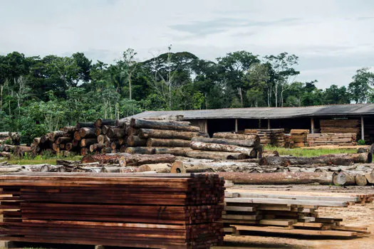 SP cria programa para combater venda ilegal de madeira nativa