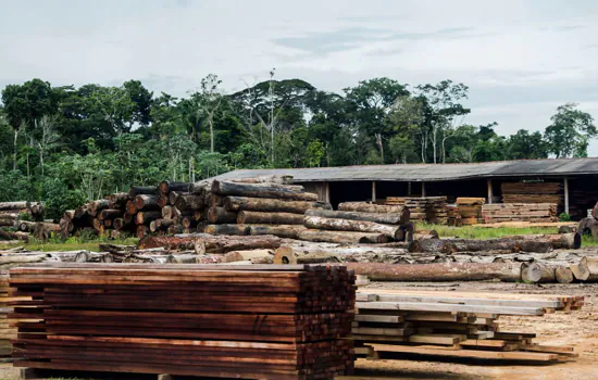 SP cria programa para combater venda ilegal de madeira nativa