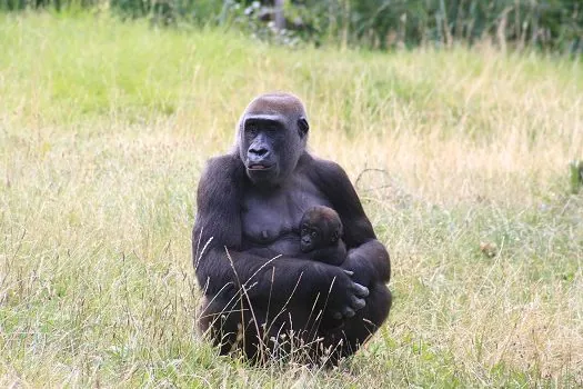 Mães do reino animal: um laço em comum na evolução