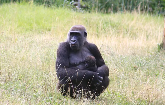 Mães do reino animal: um laço em comum na evolução