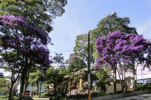 Flores do Manacá-da-Serra embelezam e chamam a atenção em Ribeirão Pires