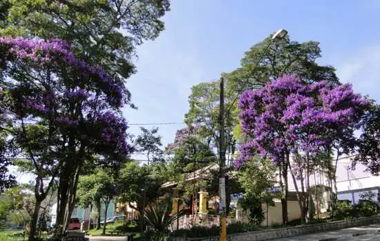 Flores do Manacá-da-Serra embelezam e chamam a atenção em Ribeirão Pires