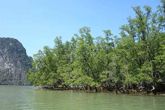 Áreas naturais protegem costa brasileira e evitam o colapso da economia litorânea