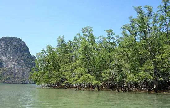 Áreas naturais protegem costa brasileira e evitam o colapso da economia litorânea