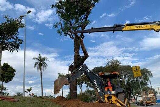Santo André realiza transplante de árvores de área em obras no Complexo Santa Teresinha