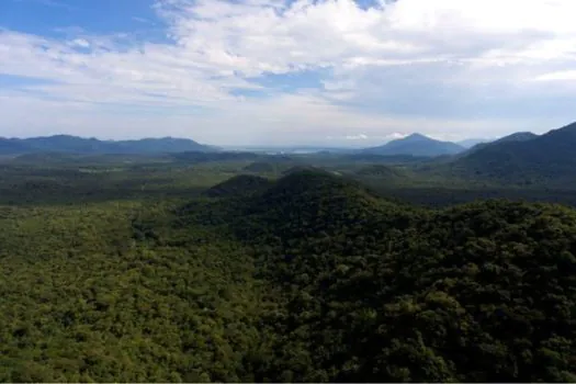 Mapeamento permite rastrear remanescentes de Mata Atlântica em todo país