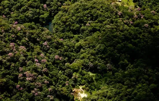 Novo Código Florestal não avançou na Mata Atlântica desde aprovação em 2012