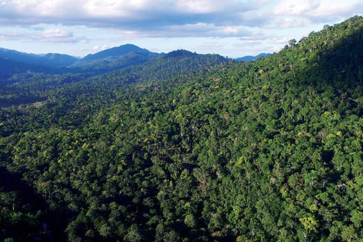 Parecer do governo permite produção rural na Mata Atlântica