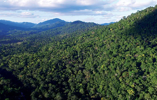 Parecer do governo permite produção rural na Mata Atlântica