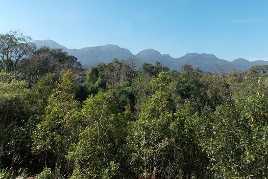 Brasil detém só 18% de patentes sobre flora endêmica da Mata Atlântica