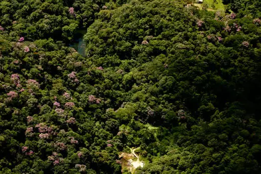 Bracell assina compromisso para proteção da Mata Atlântica e Cerrado Paulista